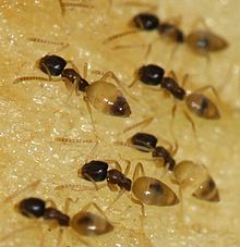 Belly Ants