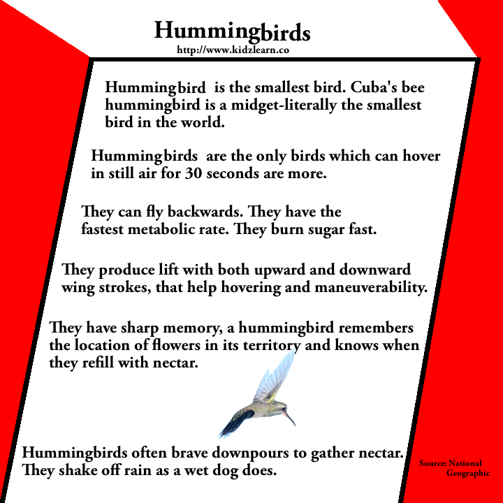 Humming bird facts