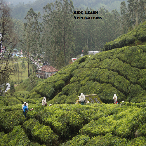 Scenery of Tea Plantation